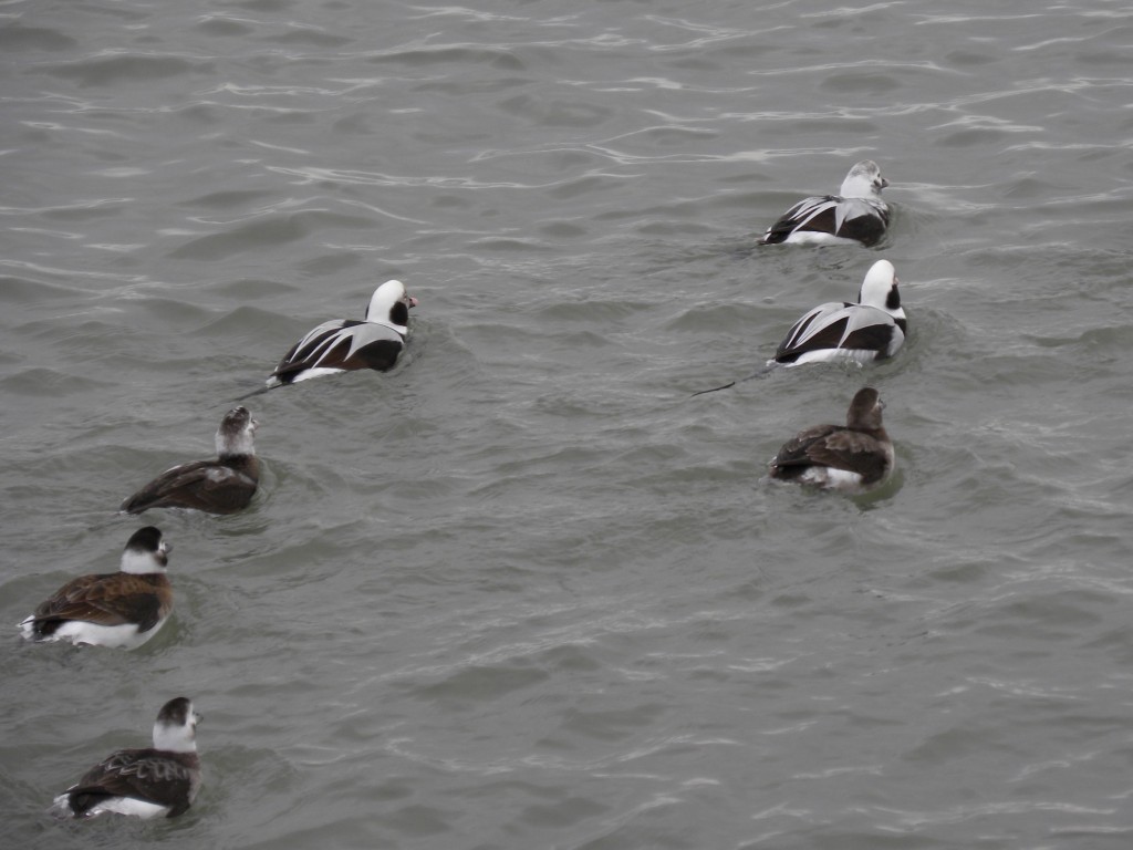 Long-tailed Ducks retreat