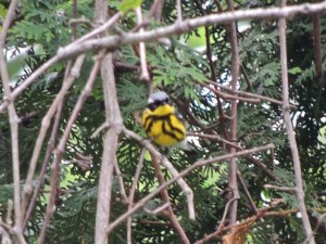 Magnolia Warbler - breeding male