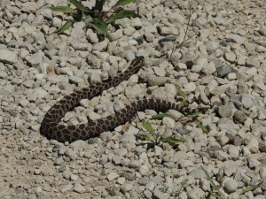 Massasauga Rattlesnake. Nr Cabot Head Bruce Co