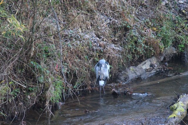 Early Morning Great Blue Heron.  Photo: J. Grant