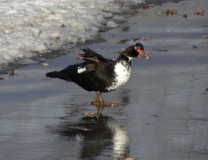 Muscovy Duck. A domesticated farm-yard duck known for their appetite for flies; helpful  no doubt.