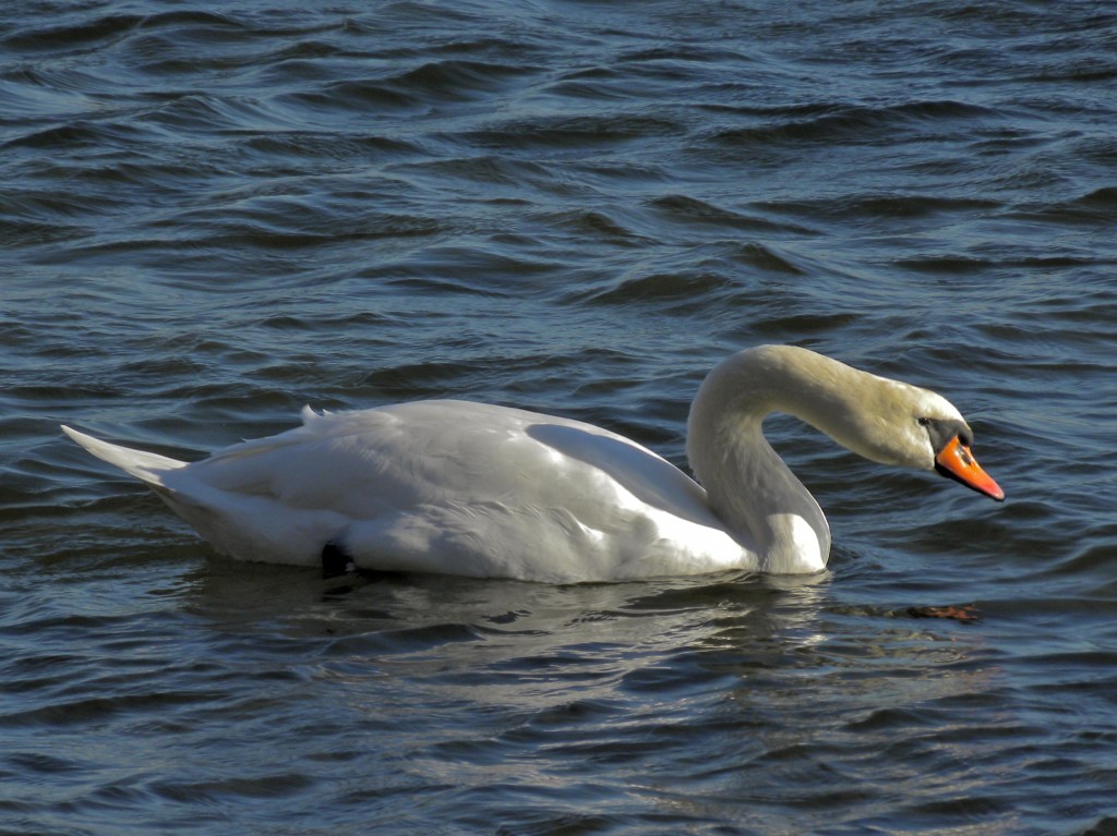 Mute Swan. Dec 13 2012. Note the orange bill-  unlike either of the Trumpeter or Tundra San