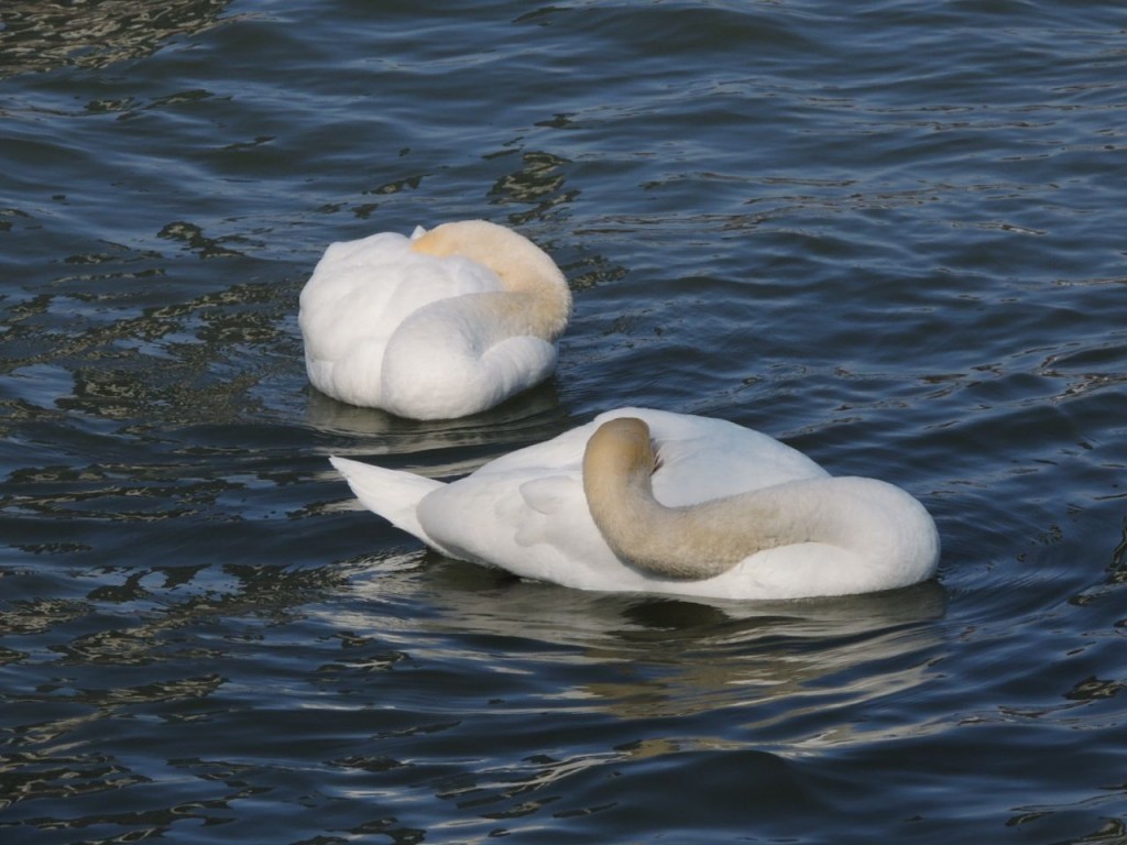 Mute swans