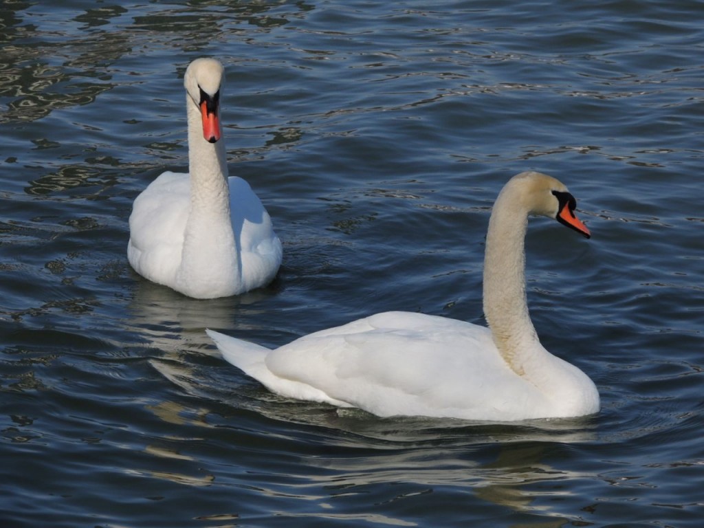 Mute swans