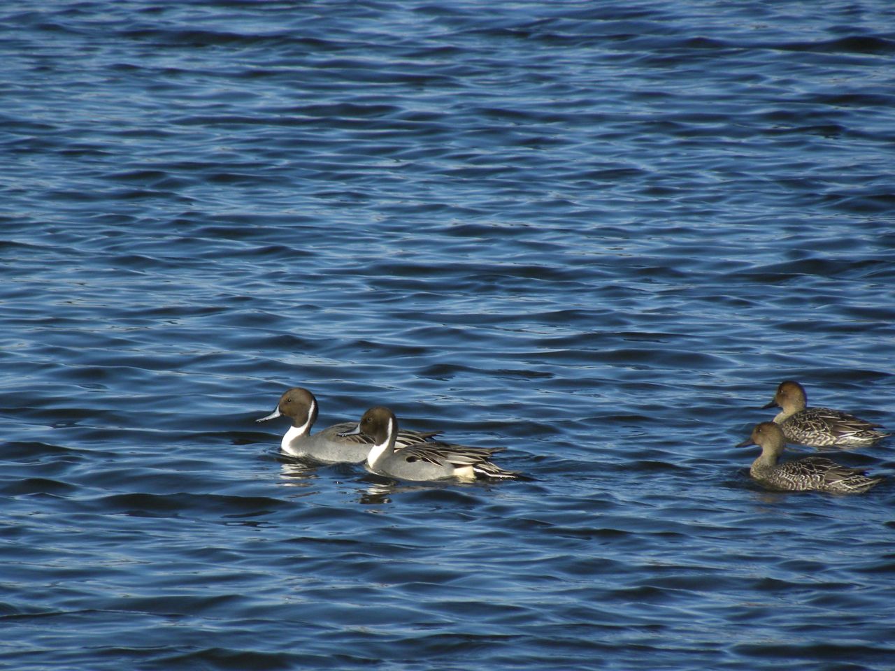 Northern Pintails (2 m 2 f)