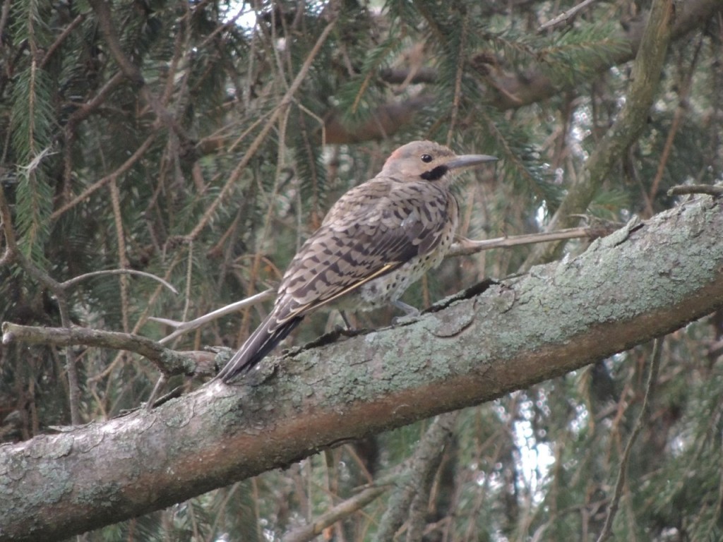 Northern Flicker Woodland Cem'y.-2 - My Bird of the Day