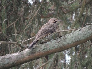 Young male Northern Flicker 