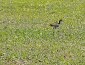 Young Northern Jacana