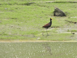 Northern Jacana adult