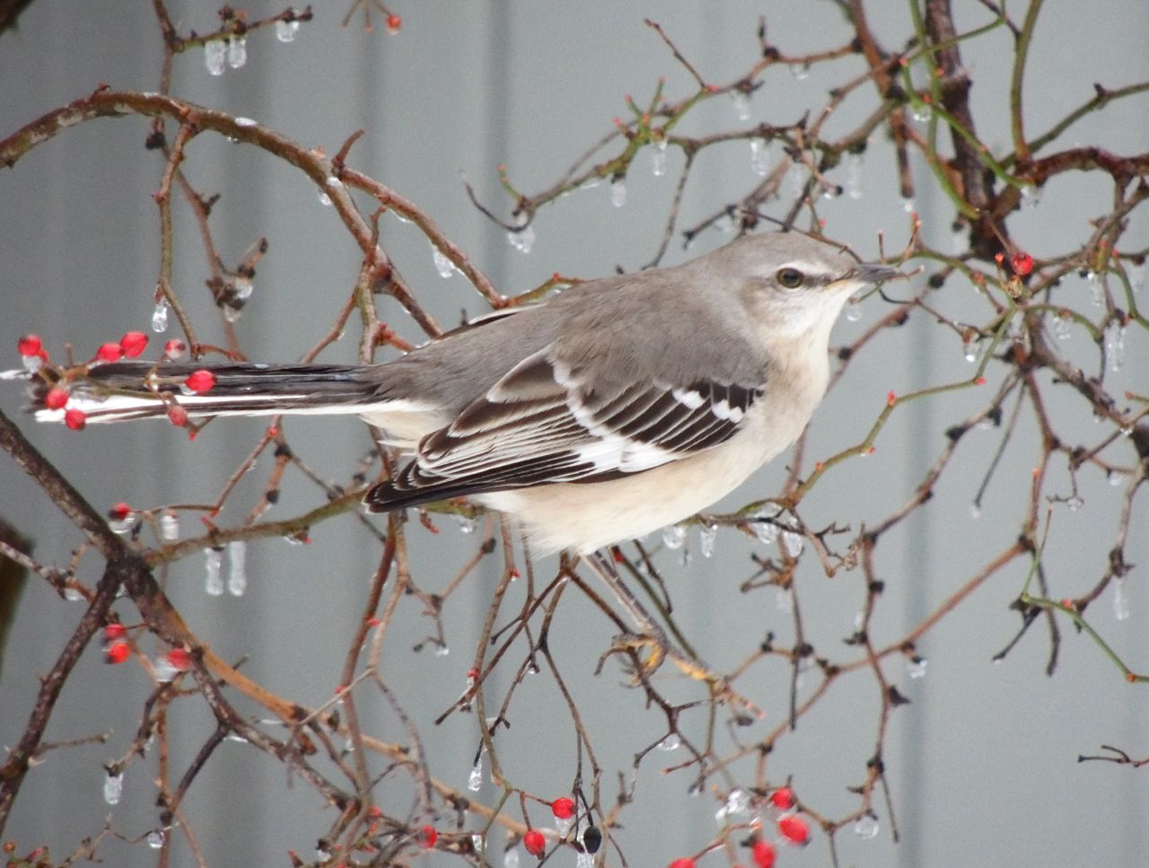 Northern Mockingbird