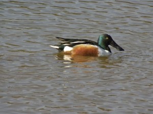 Northern Shoveler