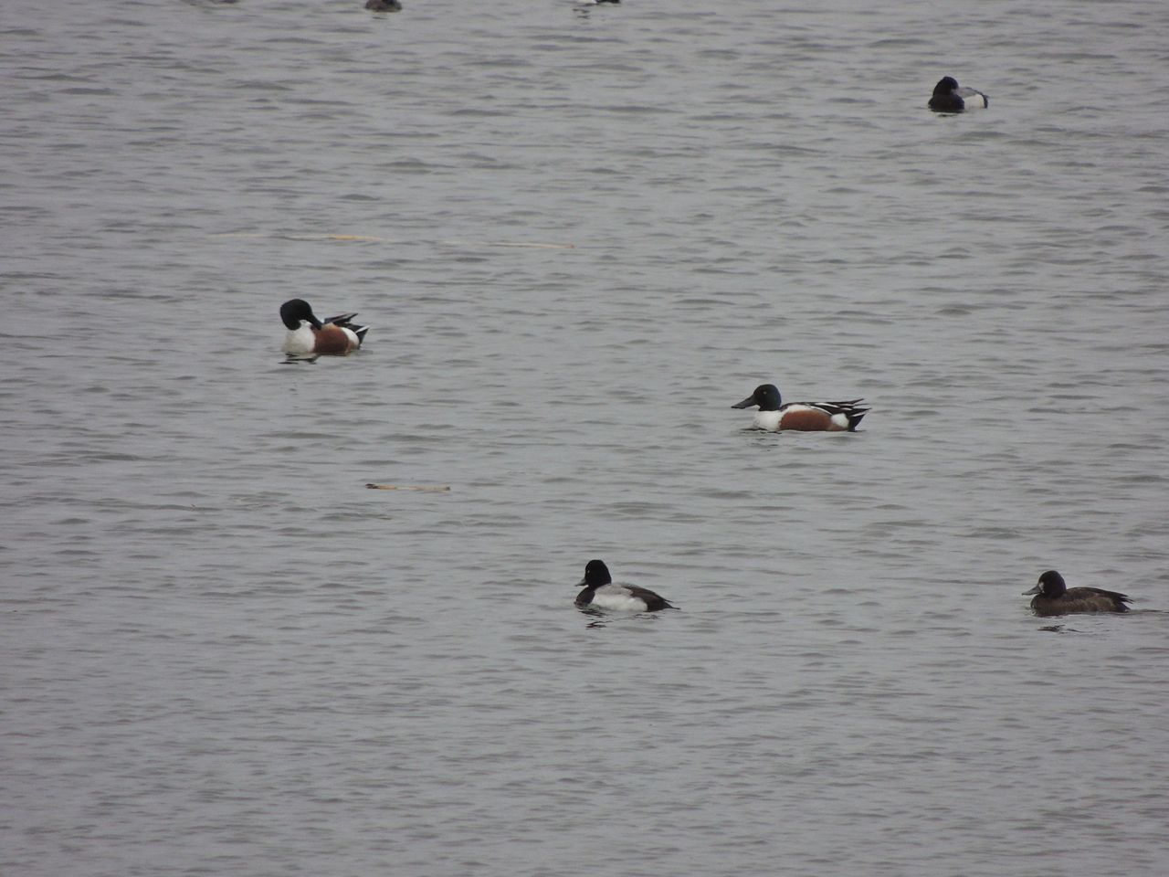 Northern Shovelers and Lesser Scaup