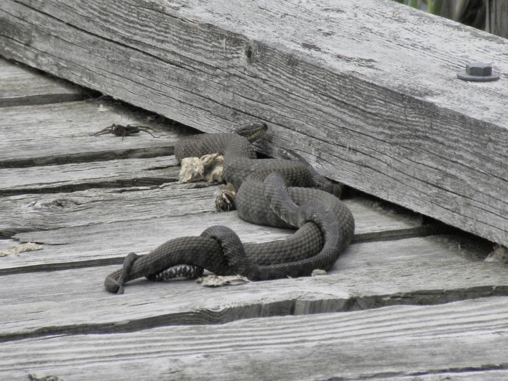 Northern Water Snakes copulating