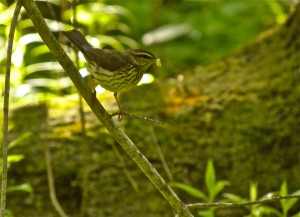 Northern Waterthrush carrying food for young