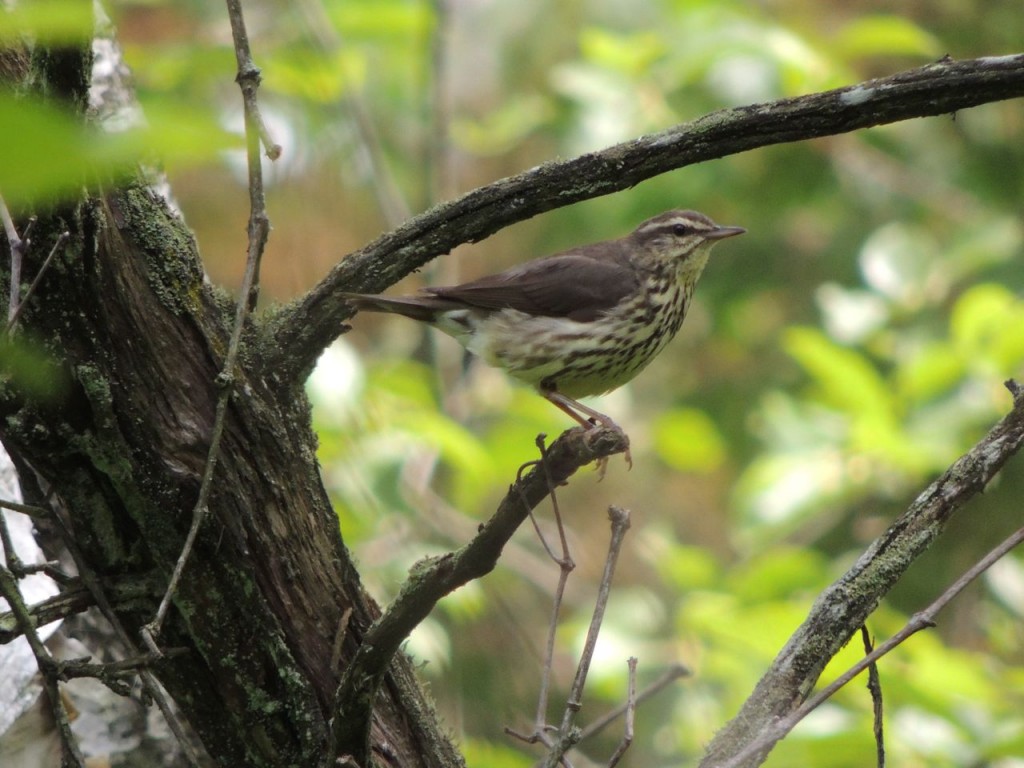 Northern Waterthrush