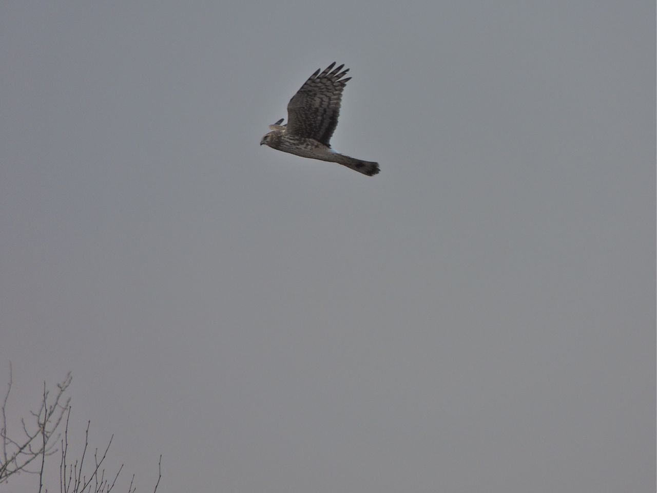 female Northern Harrier