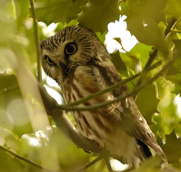 Northern saw-whet Owl