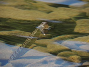 Northern Water Snake hanging motionless looking like a bit of innocent weed. A trap for some.