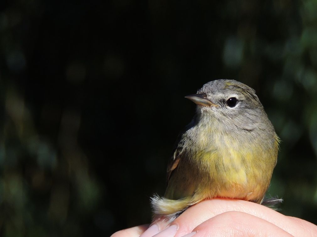 Orange-crowned Warbler