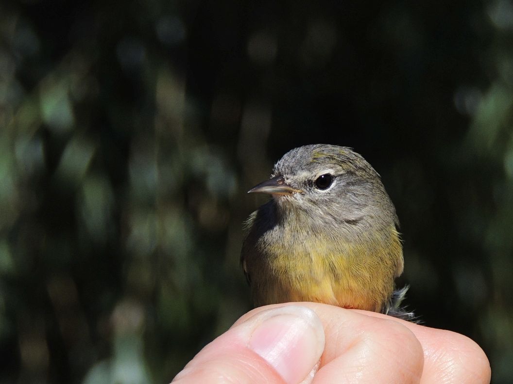 Orange-crowned Warbler