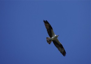 Osprey RP. 4 Sept 2013