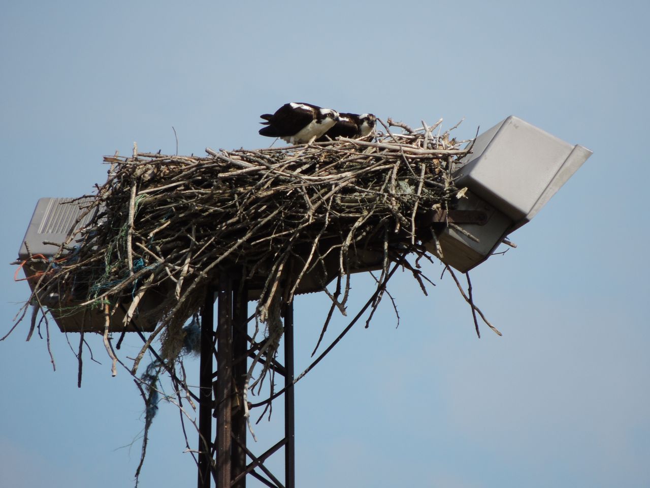 Osprey at Badenoch