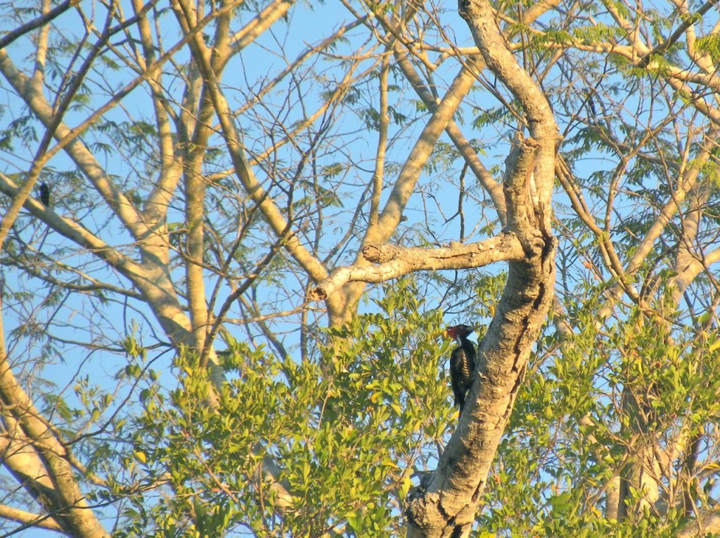 Pale-billed Woodpecker