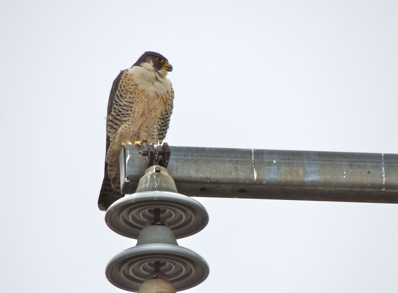 Peregrine Falcon