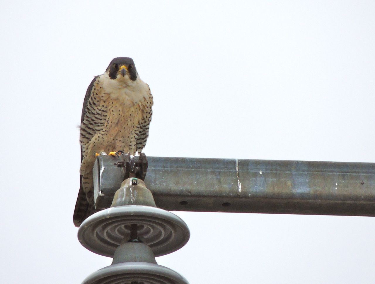 Peregrine Falcon. A menacing stare