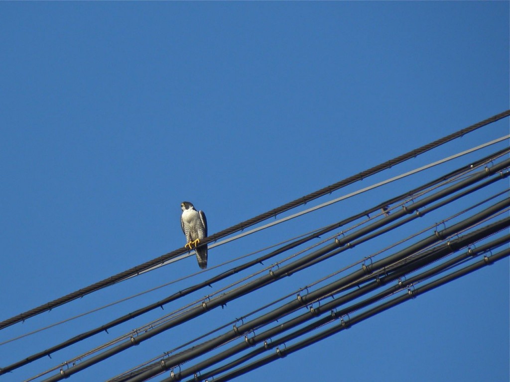 Peregrine Falcon (f) over canal