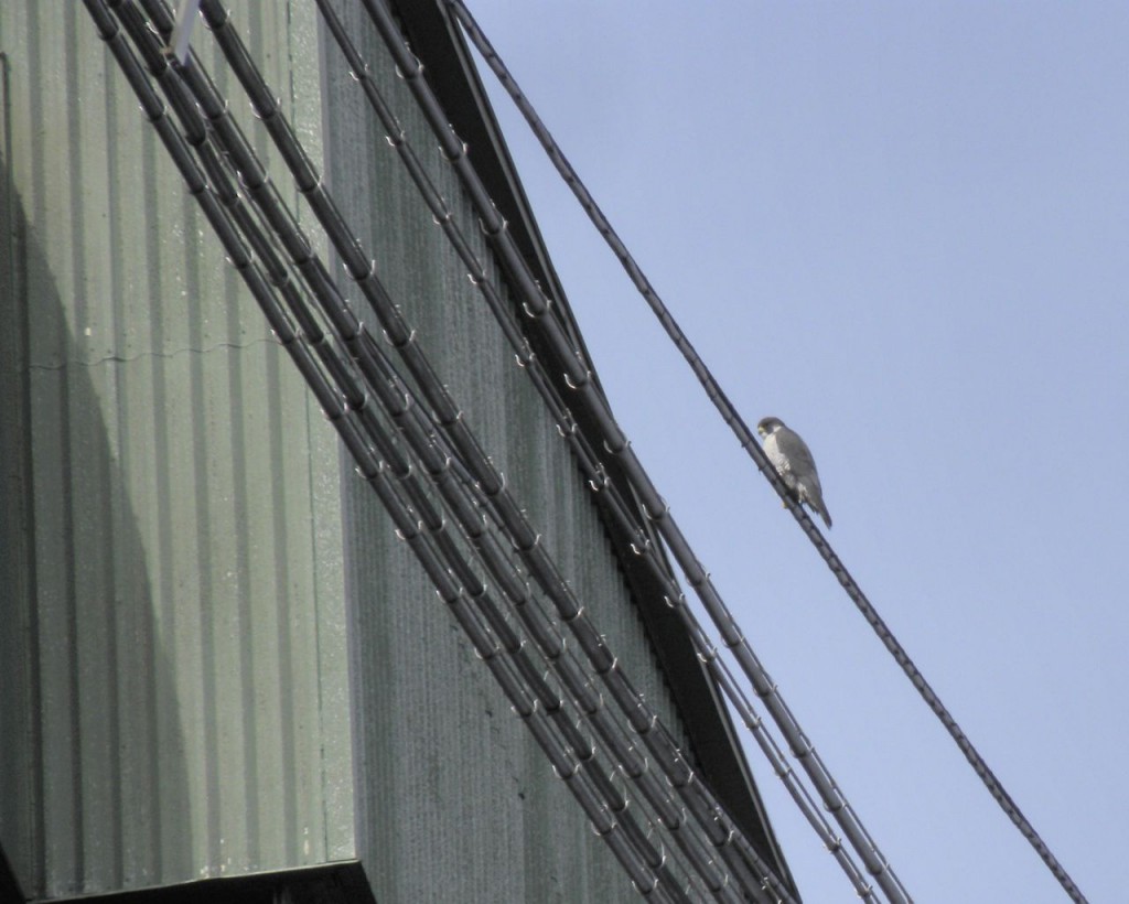 Peregrine Falcon (female) 