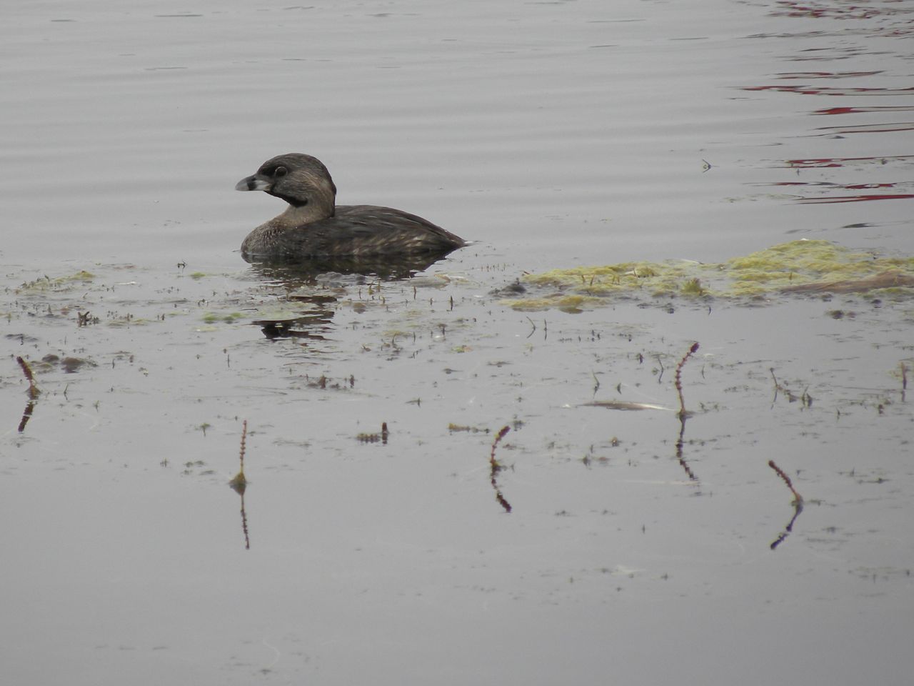 Pied-billed-Grebe