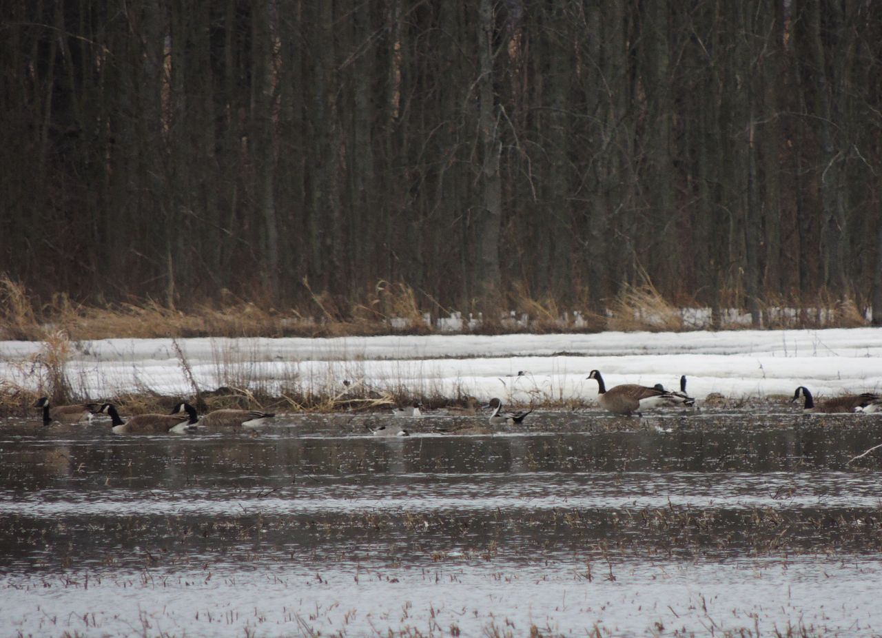 N Pintails with Canada geese