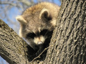 This mother Raccoon had a den full of kits nearby.