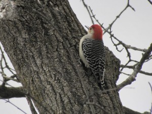 Red-bellied Woodpecker hoping for a handout