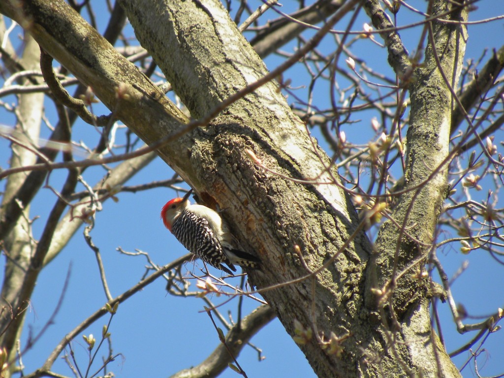 Red-bellied Woodpecker - male