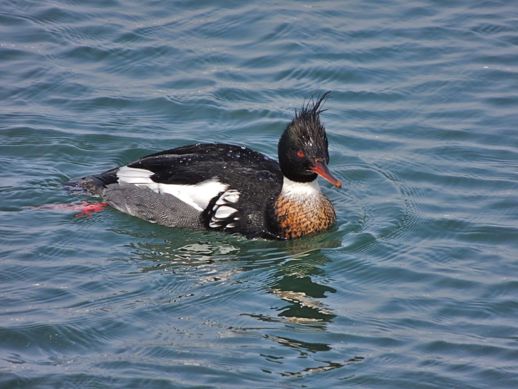 Red-breasted Merganser (m)