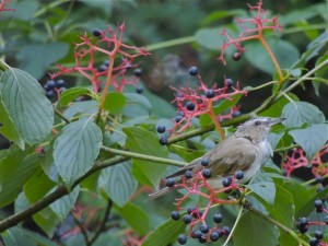 Red-eyed Vireo - Juvenile. Haliburton Co.