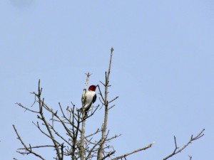 Red-headed Woodpecker