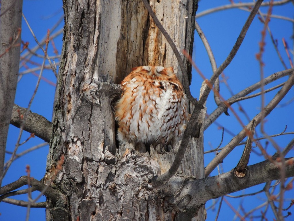 Red morph Screech Owl