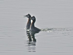 Red-necked Grebes' courtship dance