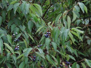 Red-osier Dogwood fruit