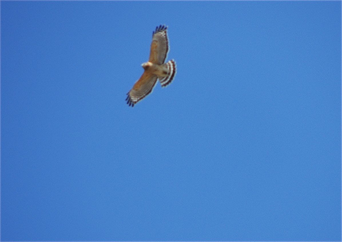 Red-shouldered Hawk. Overhead, back-lit and superb.  Just not in focus 