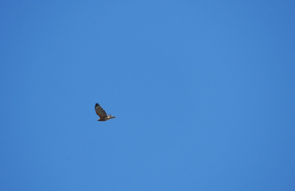 Red-shouldered-Hawk. Passing through