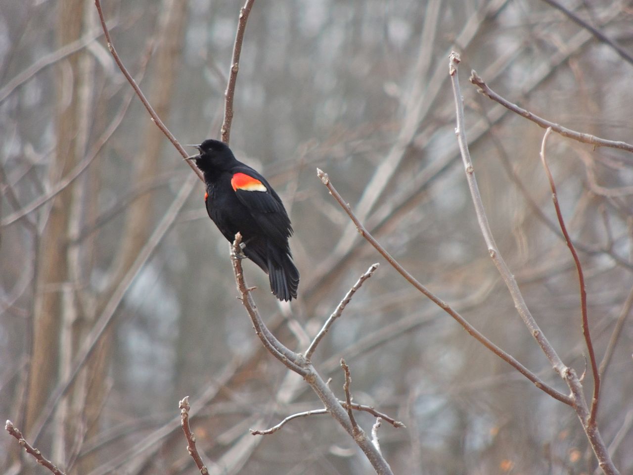 Red-winged Blackbird