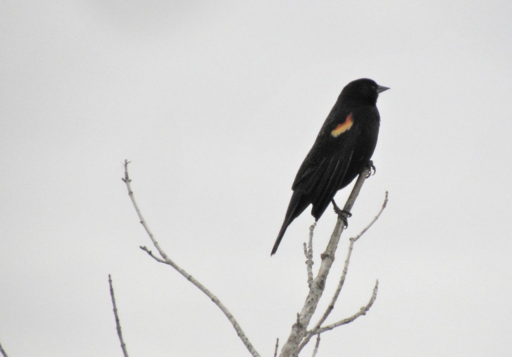 Red-winged Blackbird, first of the year.
