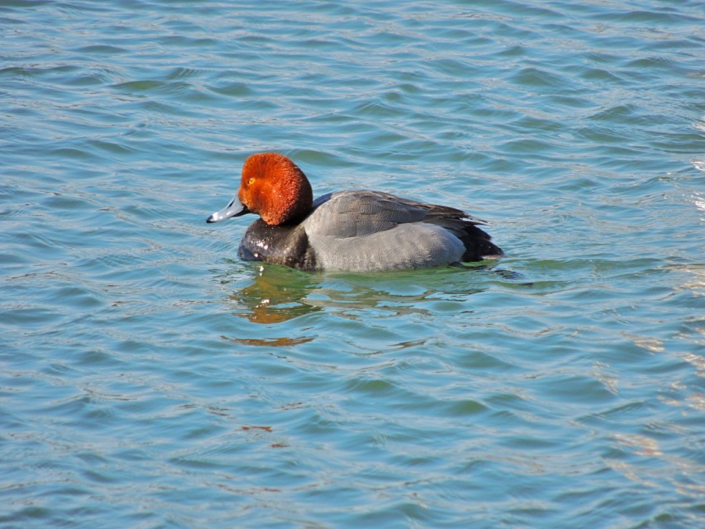 Redhead - Bronte 14 March 2014