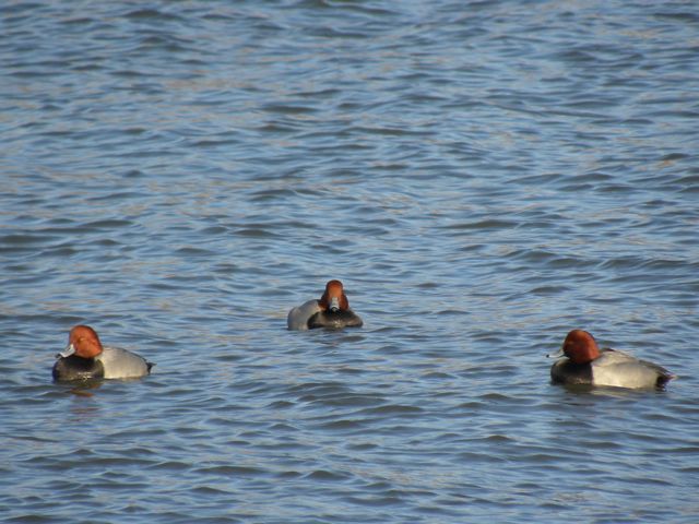 Redheads in a sheltered corner of the harbour