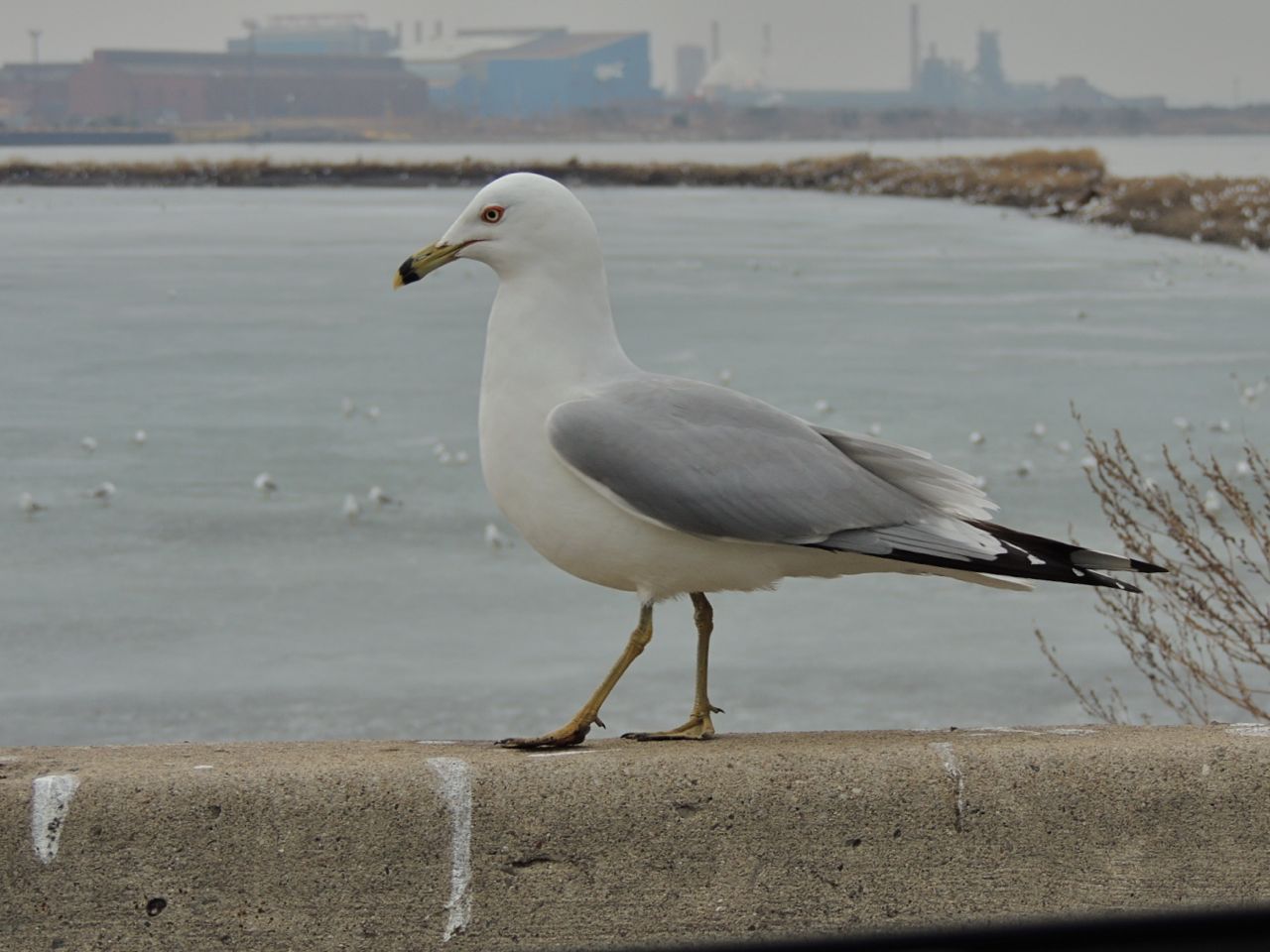 Ring-billed Gull, Tollgate ponds. 19 March 2014-2