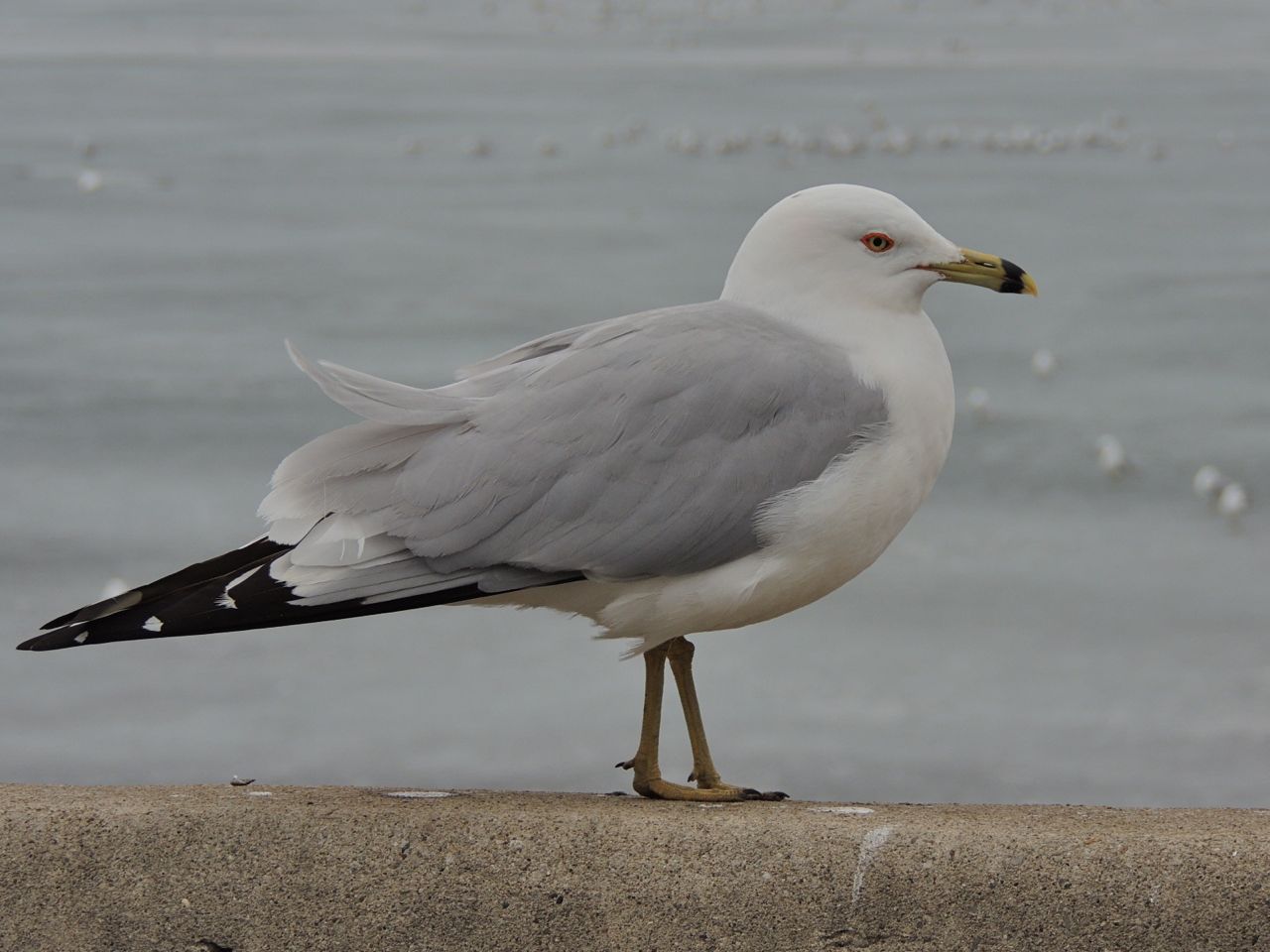 Ring-billed Gull, Tollgate ponds. 19 March 2014-3